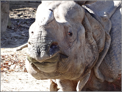 20130104_zoo_1.png